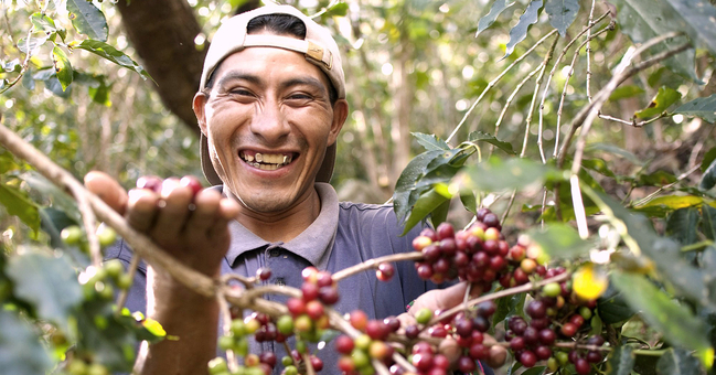 Ein Kaffeebauer in Peru vor einem Kaffeestrauch mit Beeren